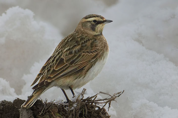 hornedlark130120s