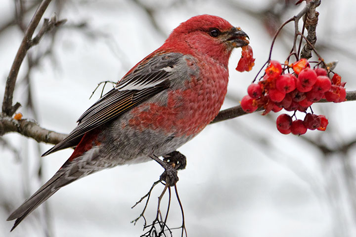 pinegrosbeak130101as