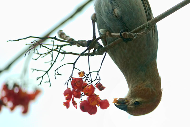 pinegrosbeak130101bs