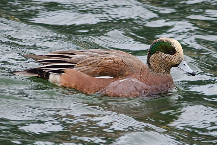 wigeon130103s