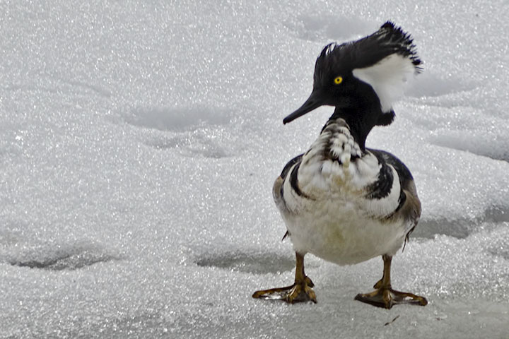 hoodedmerganser130303cs