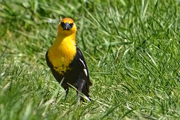 The dominant foraging technique of the Yellow-headed Blackbird is to prowl through the grass looking for bugs and seeds (May, 2011)