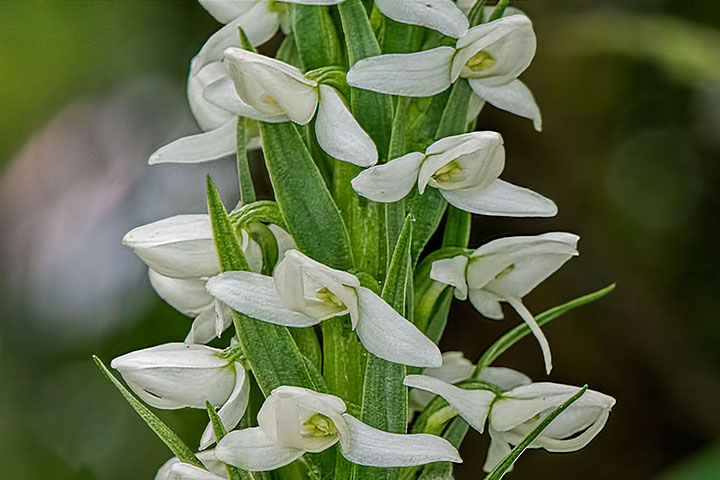 white rein orchid