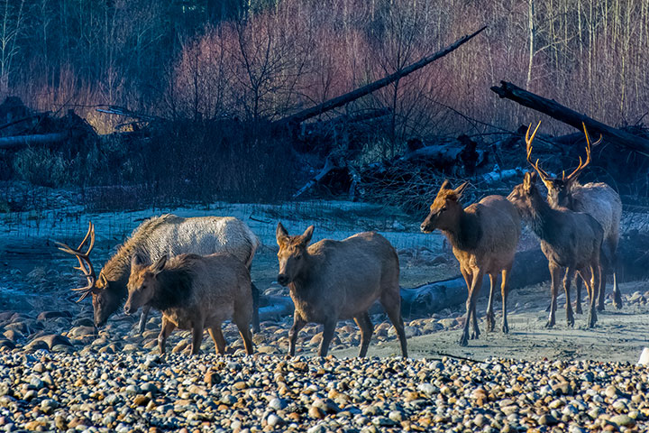 group of elk with 2 bull elk and 3 cows
