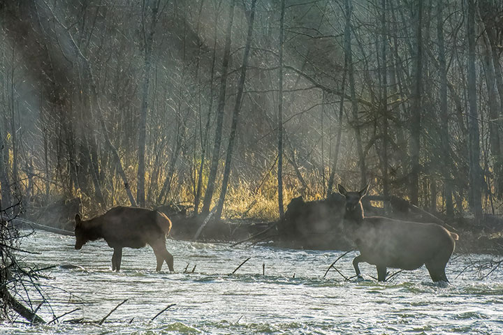 two cow Elk crossing river
